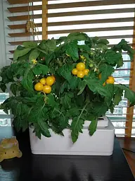 Гідропонна система Abis Flowerpot - мініатюра 10