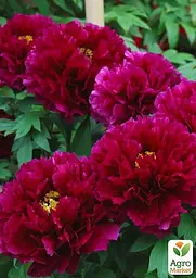 Саджанець Agro-Market Півонія деревоподібна Baiyuan's Red Clouds (75832) - мініатюра 2