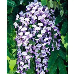 Гліцинія 3-х річна японська "Доміно" (Wisteria japanese Domino) С2 (57020) 1 саженец