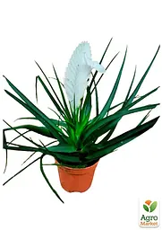 Саджанець Agro-Market Тіландсія Biancini (Tillandsia Cyanea) кімнатна 1 шт. в упаковці (179935) - мініатюра 2