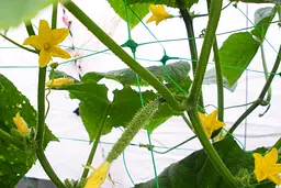 Сітка шпалерна Bradas PLANT NET 15x17см 8 г/м² 1.7x500 м AS-CN08151717500  - мініатюра 3