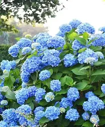 Гортензія Agro-Market Blue sky крупнолиста блакитна 1 саджанець в упаковці (24574) - мініатюра 2