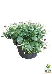 Хризантема Садова Cherry Lace (висота 30-50см) (63389) 1 саженец - мініатюра 2