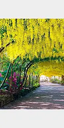 A Garden A Day - мініатюра 4