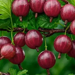 Агрус Agro-Market "Карамелька" (пізній термін дозрівання, один з найсмачніших сортів) (187562) 1 саджанець в упаковці