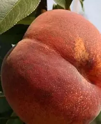 Саджанець Agro-Market Персик Коллінз (літній сорт, середньостиглий термін дозрівання) (15913) 1 шт. в упаковці - мініатюра 3