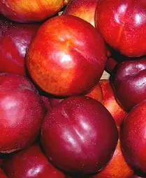 Саджанець Agro-Market Нектарин Флейвор Топ (літній сорт, середній термін дозрівання) (39945) 1 шт. в упаковці - мініатюра 4