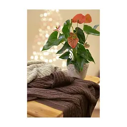 Плед Прованс Soft коси Моко 220х240 см (13912) - мініатюра 4