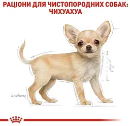 Сухий повнораційний корм Royal Canin Chihuahua Puppy від 2 до 8 місяців 1.5 кг 24380151 - мініатюра 6
