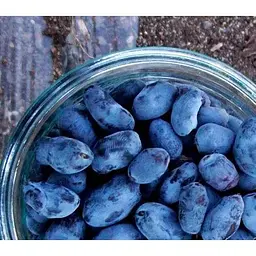 Саджанець Agro-Market Жимолість Гордість Кубані (середньопізній термін дозрівання, один з лідируючих сортів) 1 саджанець (43970) - мініатюра 2