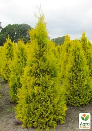 Саджанець Agro-Market Туя 3-річна західна Sunkist S3 висота 30-40 см 1 шт. в упаковці (62827) - мініатюра 2