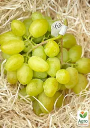 Саджанець Agro-Market Виноград Буба (надвеликий виноград із солодкою, хрусткою ягодою) 1 шт. в пакуванні (101880) - мініатюра 2