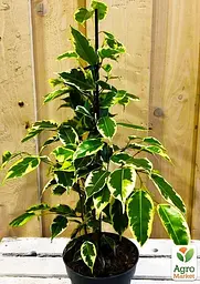Саджанець Agro-Market Фікус Бенджаміна варієгатний Саманта (Ficus benjamina Samantha) вазон Р9 (71922) - мініатюра 4