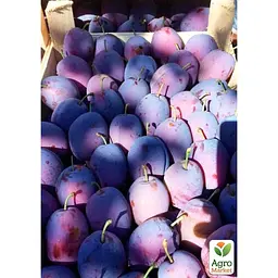 Саджанець Agro-Market Слива Чачакська рання укорінена в контейнері (саджанець 2 роки) (178603) - мініатюра 3