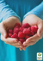Саджанець Agro-Market Малина Недосяжна (ремонтантний зимостійкий великоплідний сорт) 2 шт. в пакуванні (44812) - мініатюра 3