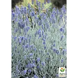 Саджанець Agro-Market Лаванда пестролиста Platinum Nico (контейнер № 10 висота 10-15 см) (50356) - мініатюра 5