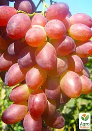Саджанець Agro-Market Виноград Супер Ляля (хрустка, солодка м'якоть гармонійного смаку, ранній) 1 шт. в пакуванні (63760) - мініатюра 2