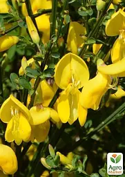 Саджанець Agro-Market Рокитник Cytisus Scoparius Vanessa (49181) - мініатюра 3