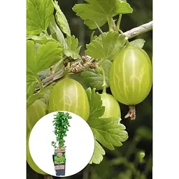 Саджанець Agro-Market LMTD Аґрус Hinnonmaki Green (сортовий, укорінений) висота 50-70см з Нідерландів 1 шт. в упаковці (184891) - мініатюра 3