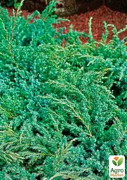 Саджанець Agro-Market Ялівець лускатий 3-річний Hunnetorp С3 діаметр 25-30 см 1 шт. в упаковці (176861) - мініатюра 2
