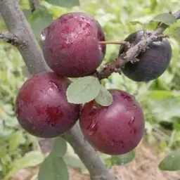 Саджанець Agro-Market Слива Анжеліна (осінній сорт, пізній термін дозрівання) 1 шт. в упаковці (20944) - мініатюра 5