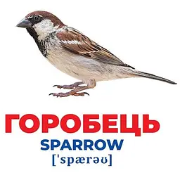 Набір розвиваючих карток Ranok Creative Геній з пелюшок Птахи України 17 шт. 10107193У  - мініатюра 2