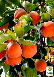Саджанець Agro-Market Хурма Хеакума на віргінській морозостійкій підщепі 1 шт. в упаковці (44808) - мініатюра 5