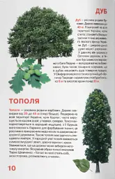 Велика книжка. Рослинний світ України - Олег Зав'язкин - мініатюра 4