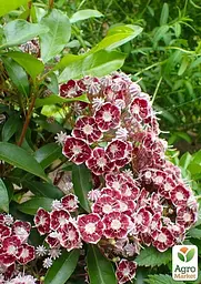 Кальмія latifolia "Bandeau" (49064) 1 саженец - мініатюра 3