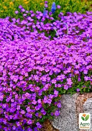 Саджанець Agro-Market Обрієта Purple Cascade (контейнер Р9) 1 шт. в упаковці (179195) - мініатюра 3