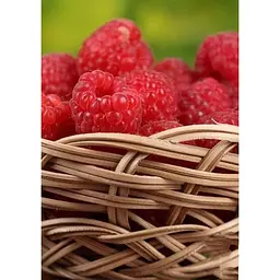 Саджанець Agro-Market Малина Джоан Джей 2 шт. в упаковці (44767) - мініатюра 4