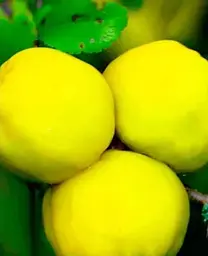 Саджанець Agro-Market Айва яблуневидна Кодрянка (осінній сорт, ранній термін дозрівання) (20945) 1 шт. в упаковці - мініатюра 2