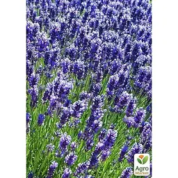 Саджанець Agro-Market Лаванда англійська вузьколиста Лоддон Блю (Loddon Blue) (44328) 1 шт. в упаковці - мініатюра 2