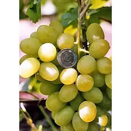 Саджанець Agro-Market Виноград Первозванний (ранній термін дозрівання, стійкий сорт не сприйнятливий до хвороб) 1 шт. в упаковці (25525) - мініатюра 2