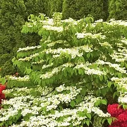 Калина складчаста "Марієзі" (Viburnum plicatum "Mariesii") (115244) 1 саженец