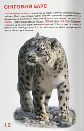 Велика книжка. Дикі кішки - - мініатюра 5