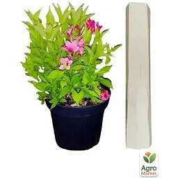 Саджанець Agro-Market Вейгела квітуча 2-х річна Пікобелла Роса (Weigela Picobella Rosa) С2 висота 20-40 см (61536) 1 шт. в упаковці - мініатюра 2