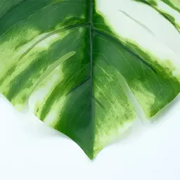 Штучне листя Engard Monstera Alba 71 см (TW-53) - мініатюра 4