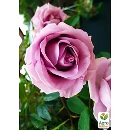 Саджанець Agro-Market Троянда плетиста Indigoletta (клас АА +) вищий сорт (17405) 1 шт. - мініатюра 4