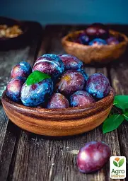 Саджанець Agro-Market Слива Блек Б'юті (пізній термін дозрівання) 1 шт. в упаковці (20943) - мініатюра 4