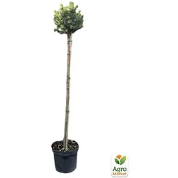 Саджанець Agro-Market Ялина на штамбі сітхінська Midget С5, висота 100-120 см (175129) - мініатюра 2