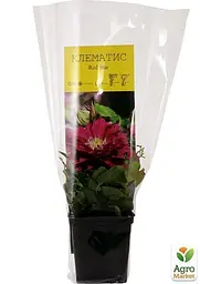 Саджанець Agro-Market Клематис Red Star (38361) - мініатюра 2