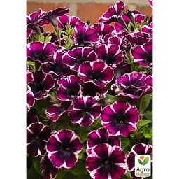 Саджанець Agro-Market Петунія ампельна Sweetunia Miss Marvelous (контейнер №10 висота 10-15 см) (49144) 1 шт. в упаковці - мініатюра 3