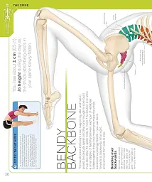 The Skeleton Book. Get to Know Your Bones, Inside Out - - миниатюра 4
