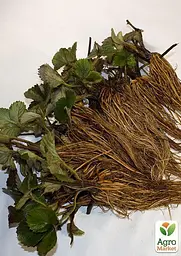 Саджанець Agro-Market Полуниця Альбіон (Albion) (ремонтантний великоплідний сорт) 5 шт. в пакуванні (37281) - мініатюра 3