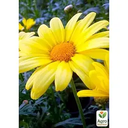 Саджанець Agro-Market Аргірантемум Butterfly (контейнер № 10 висота 15 см) (47989) 1 шт. в упаковці - мініатюра 2