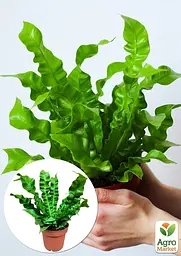 Саджанець Agro-Market Аспленіум (папороть) Crispy Wave кімнатний 20-30 см 1 шт. в упаковці (178697) - мініатюра 3