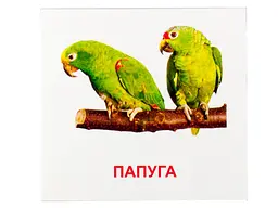 Розвиваючі картки "Птахи" (110х110 мм) 72753 укр. /англ. мовою - мініатюра 2