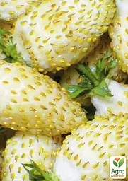 Саджанець Agro-Market Суниця ремонтантна великоплідна Вайт Соул горщик P9 (51023) 1 шт. в пакуванні - мініатюра 2