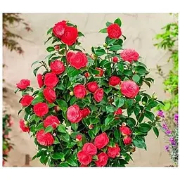 Саджанець Agro-Market Камелія японська 2-х річна Lady Campbell (висота 45-55см) (179196) 1 шт. - мініатюра 2